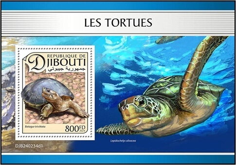 Burmese Roofed Turtle (Batagur trivittata)