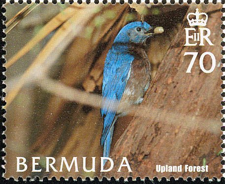 Eastern Bluebird (Sialia sialis) - Forest