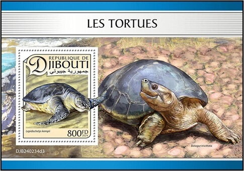 Kemp's Ridley Sea Turtle (Lepidochelys kempii)