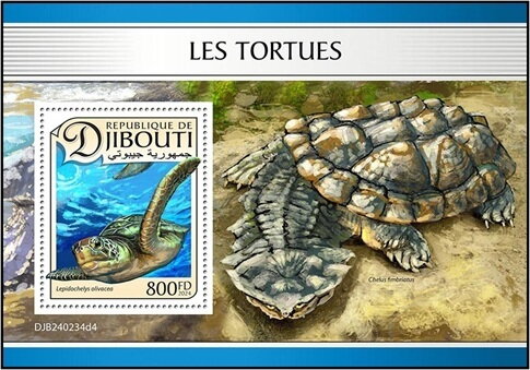 Olive Ridley Sea Turtle (Lepidochelys olivacea)