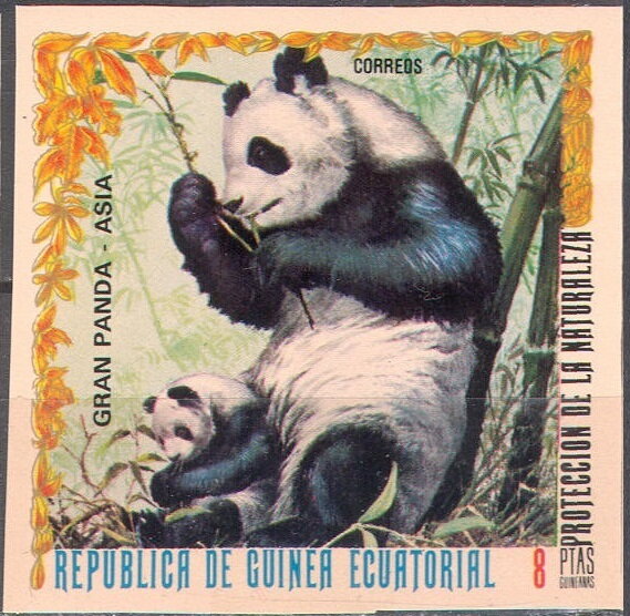 Giant Panda (Ailuropoda melanoleuca)
