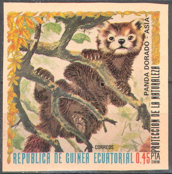 Red Panda (Ailurus fulgens)