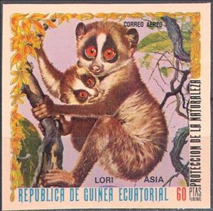 Stamp, Red Slender Loris (Loris tardigradus), Equatorial Guinea,  , Animals (Fauna), Infant Animals, Mammals, Monkeys