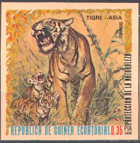 Tiger (Panthera tigris)