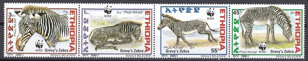 Grevy´s Zebra (Equus grevyi)