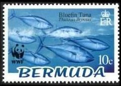 Atlantic Bluefin Tuna (Thunnus thynnus)