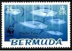 Atlantic Bluefin Tuna (Thunnus thynnus)
