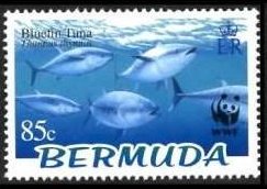 Atlantic Bluefin Tuna (Thunnus thynnus)
