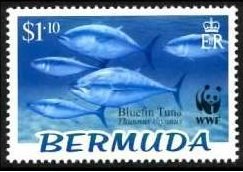 Atlantic Bluefin Tuna (Thunnus thynnus)
