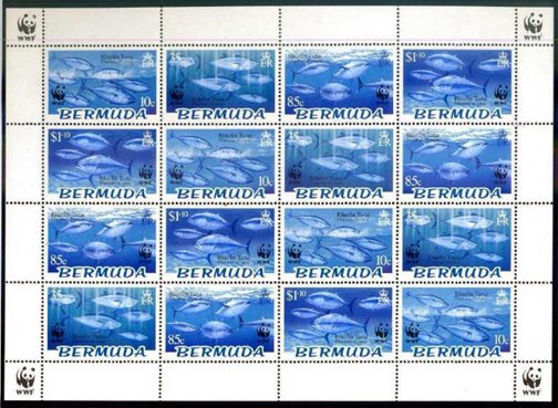 Atlantic Bluefin Tuna (Thunnus thynnus)
