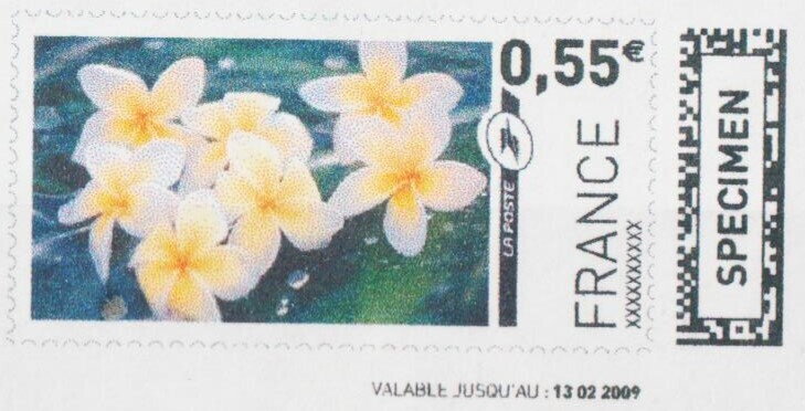 Frangipani (Plumeria)