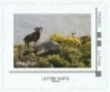 Mouflon
