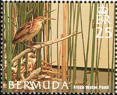 Least Bittern (Ixobrychus exilis) - Freshwater Pond