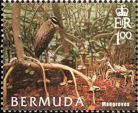 Yellow-crowned Night Heron (Nycticorax violaceus) - Mangrove