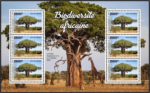 African Baobab (Adansonia digitata)