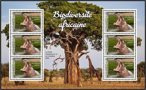Full Pane, Hippopotamus (Hippopotamus amphibius), Guinea,  , Animals (Fauna), Hippopotamuses
