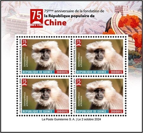 Nepal Gray Langur (Semnopithecus schistaceus)