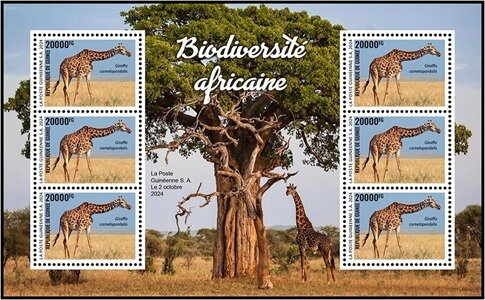 Northern Giraffe (Giraffa camelopardalis)