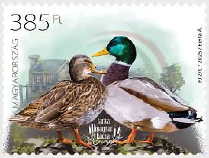 Spotted Hungarian Duck