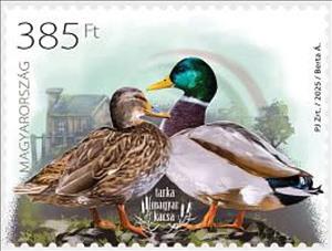 Stamp, Spotted Hungarian Duck, Hungary,  , Ducks