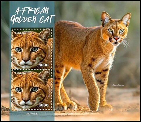 African Golden Cat (Caracal aurata)