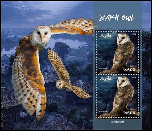 Barn Owl (Tyto alba)