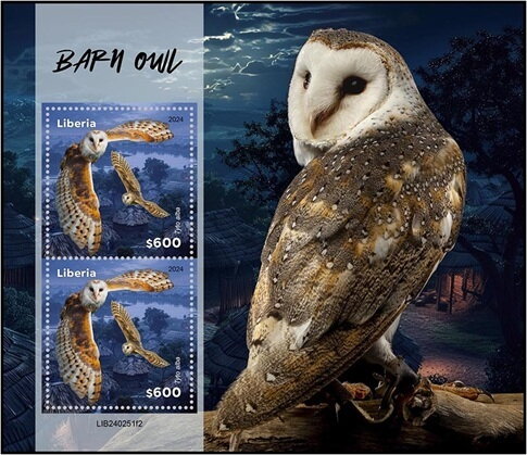 Barn Owl (Tyto alba)