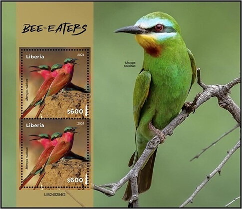 Bee Eaters (Merops nubicus)