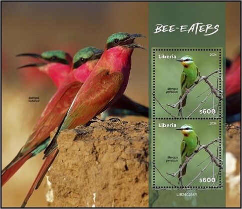 Bee Eaters (Merops persicus)