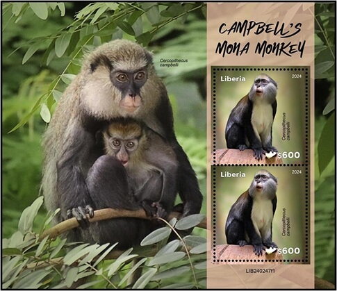 Campbell's Mona Monkey (Cercopithecus campbelli)