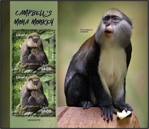 Campbell's Mona Monkey (Cercopithecus campbelli)