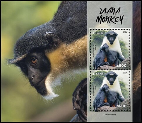 Diana Monkey (Cercopithecus diana)