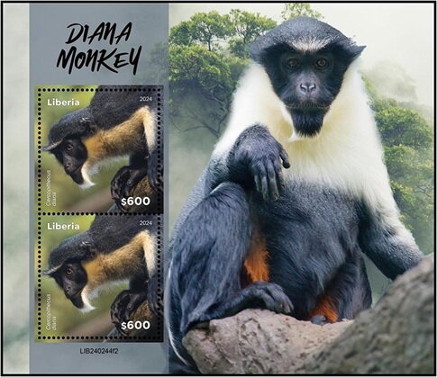Diana Monkey (Cercopithecus diana)