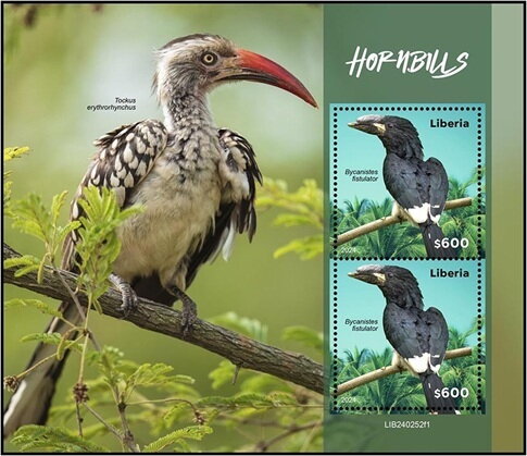 Hornbills (Bycanistes fistulator)