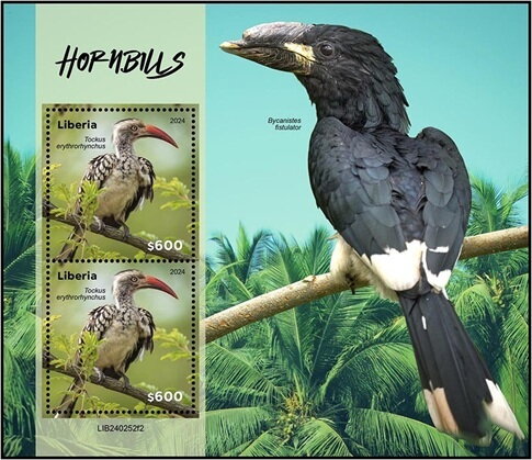 Hornbills (Tockus erythrorhynchus)