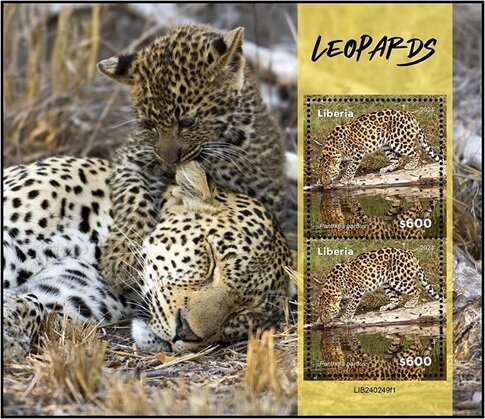 Leopard (Panthera pardus)
