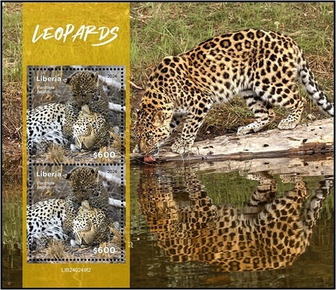 Leopard (Panthera pardus)