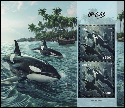 Orcas (Orcinus orca)