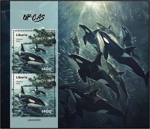 Orcas (Orcinus orca)