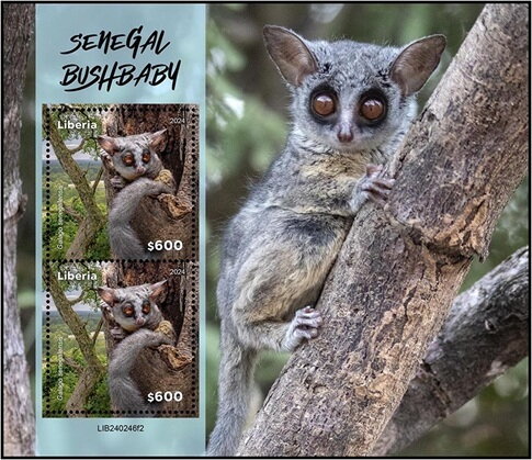 Senegal Bushbaby (Galago senegalensis)