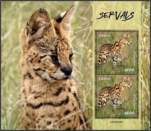 Serval (Leptailurus serval)