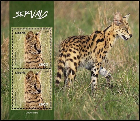 Serval (Leptailurus serval)