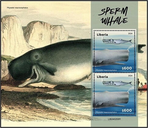 Sperm Whale (Physeter macrocephalus)