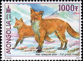 Red Fox (Vulpes vulpes)