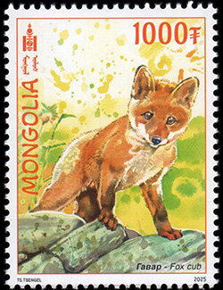 Red Fox (Vulpes vulpes)