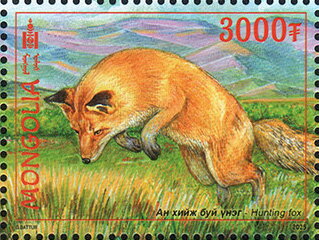 Red Fox (Vulpes vulpes)