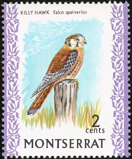 Killy Hawk (Falco sparverius)