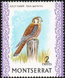 Stamp, Killy Hawk (Falco sparverius), Montserrat,  , Animals (Fauna), Birds