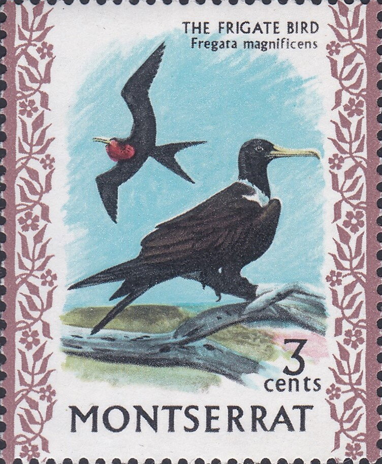Magnificent Frigatebird (Fregata magnificens)