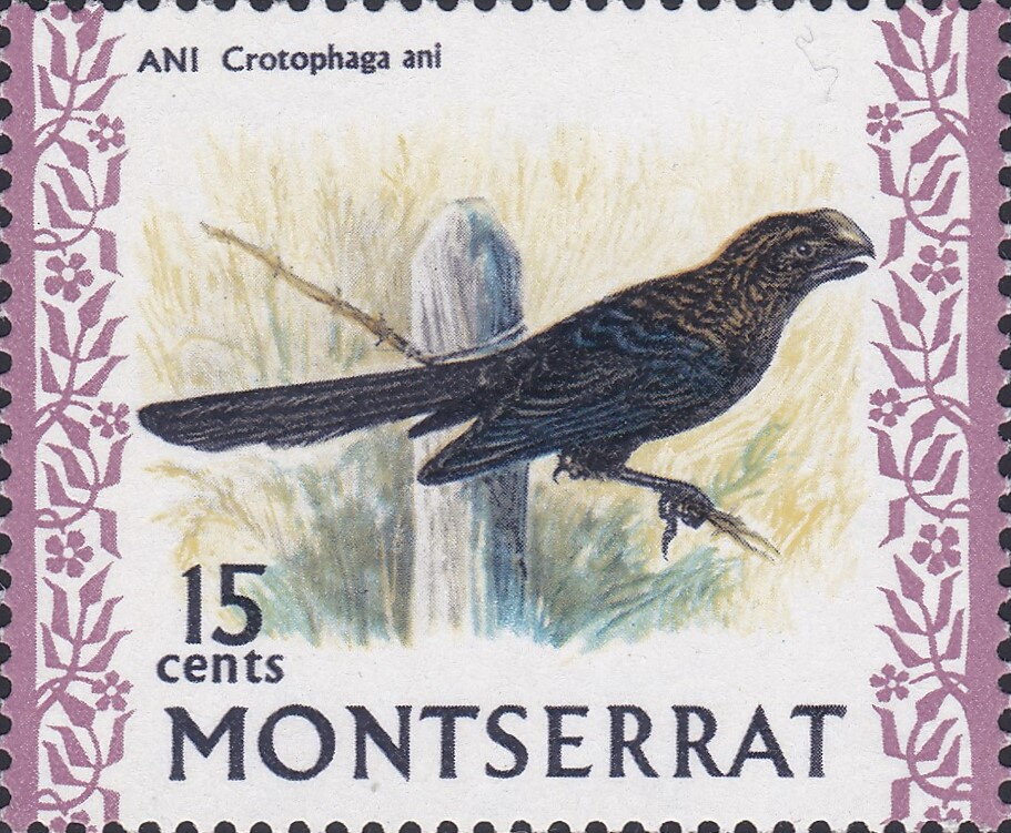 Smooth-billed Ani (Crotophaga ani)